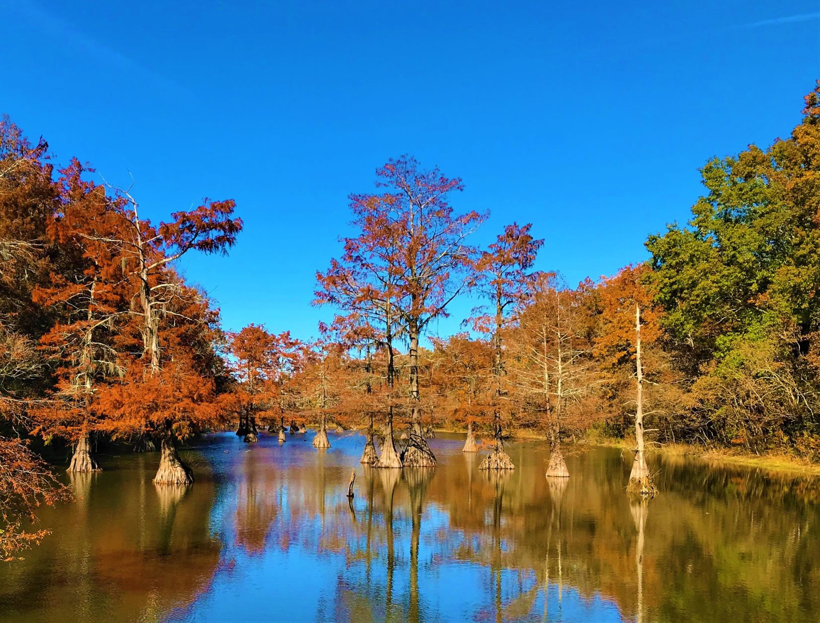 Fall Colors